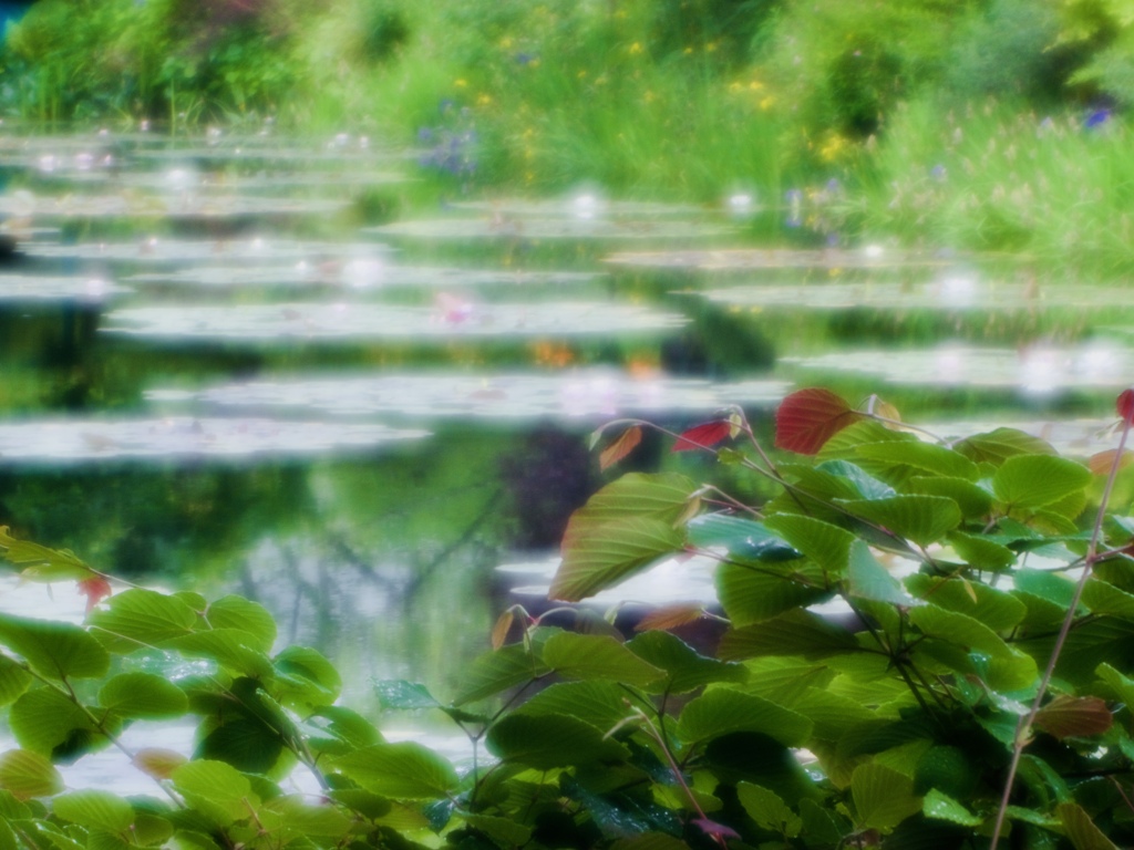 初夏の池