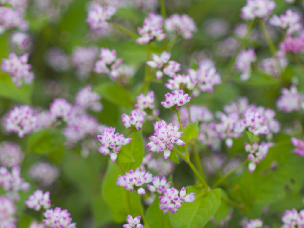 集まれば大きな花