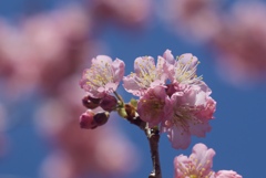 桜三月