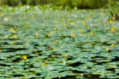 夏の沼のリズム　１