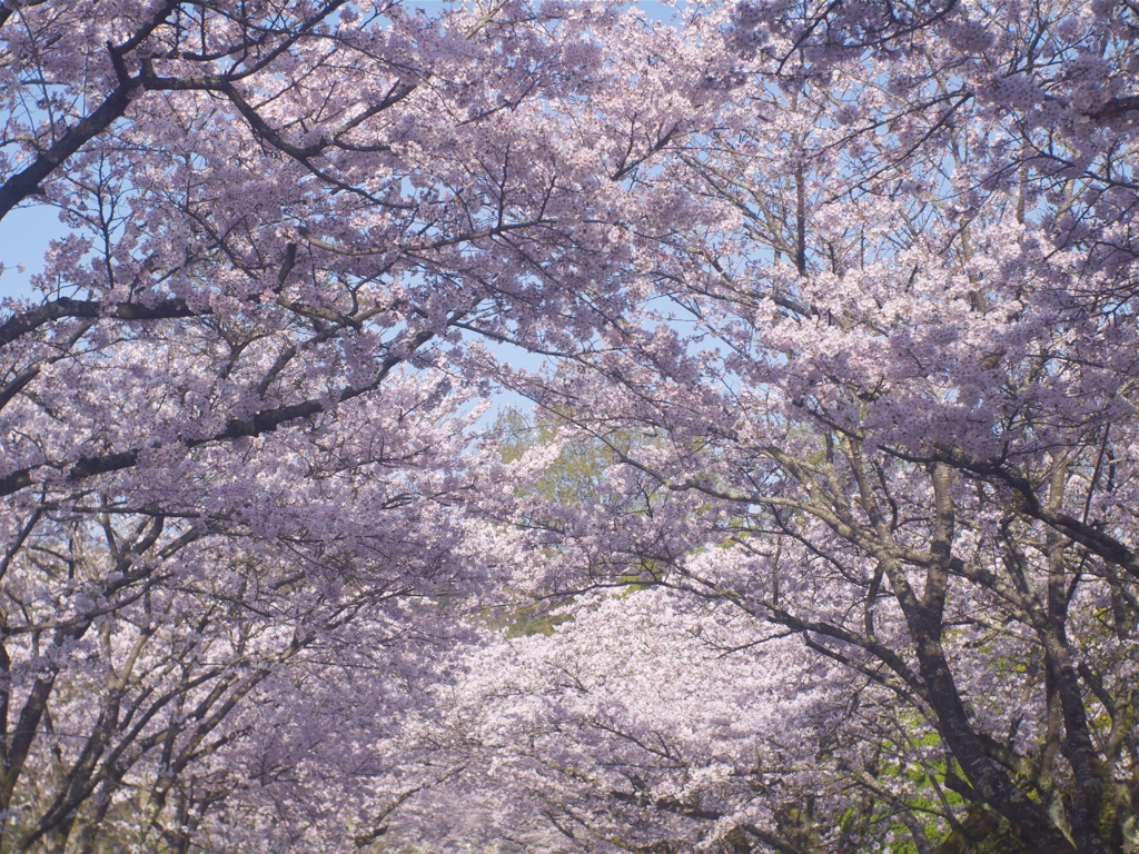 朝のつかの間の晴れ間