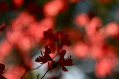 花の色と光と影と