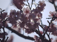 櫻陽