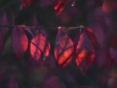 零れ陽