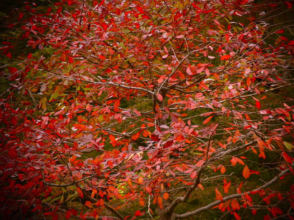 魁紅葉