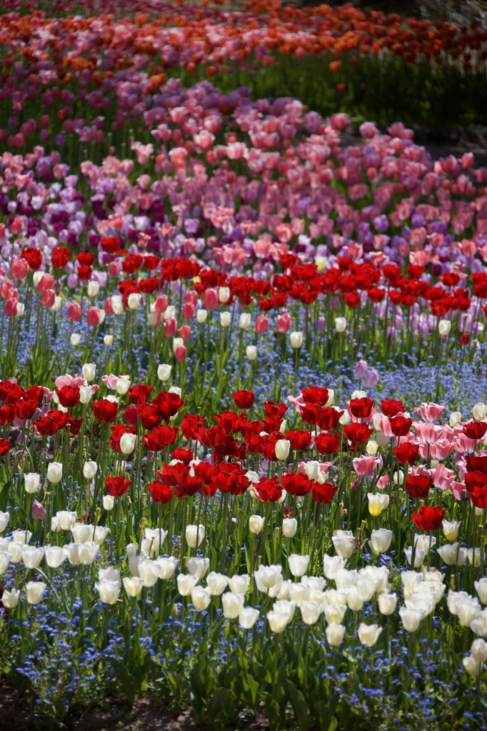 花の宴