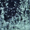 Mossy Blue