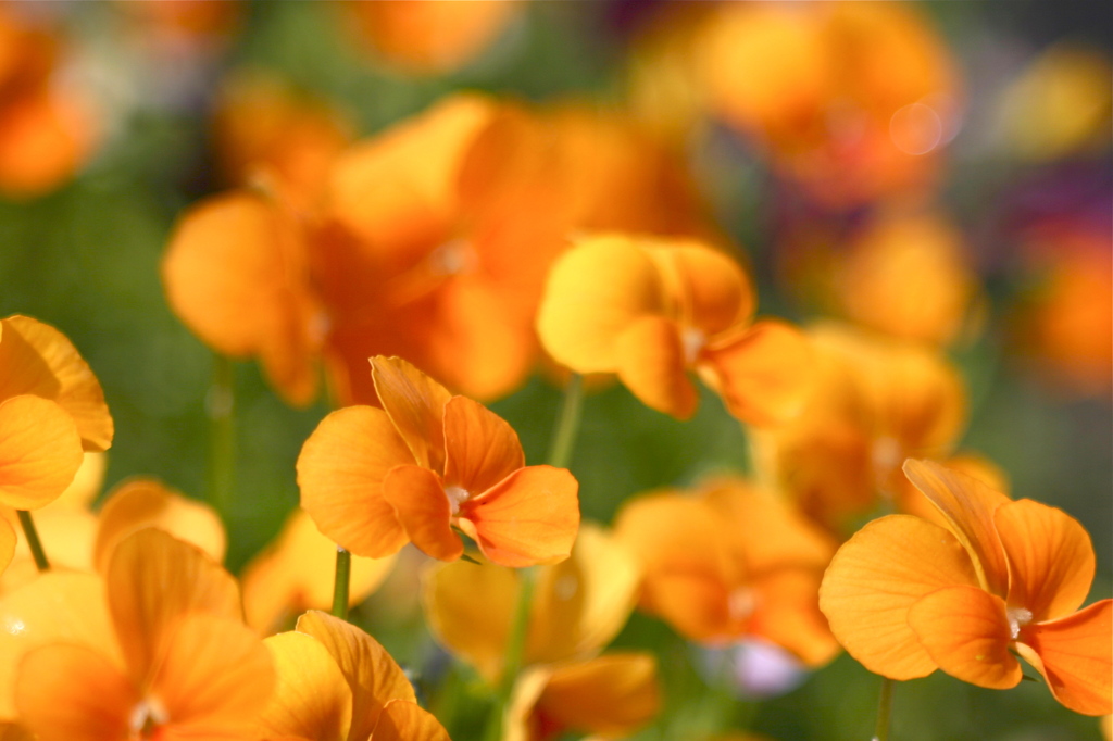 オレンジ色の午後