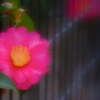 ただ一輪
