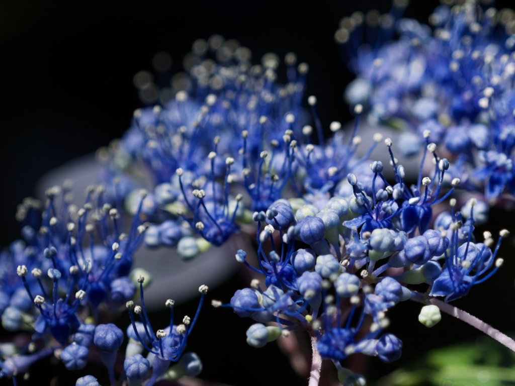 お花畑５