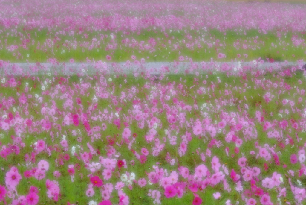 花の農道