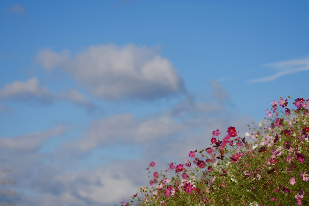 朝から秋空