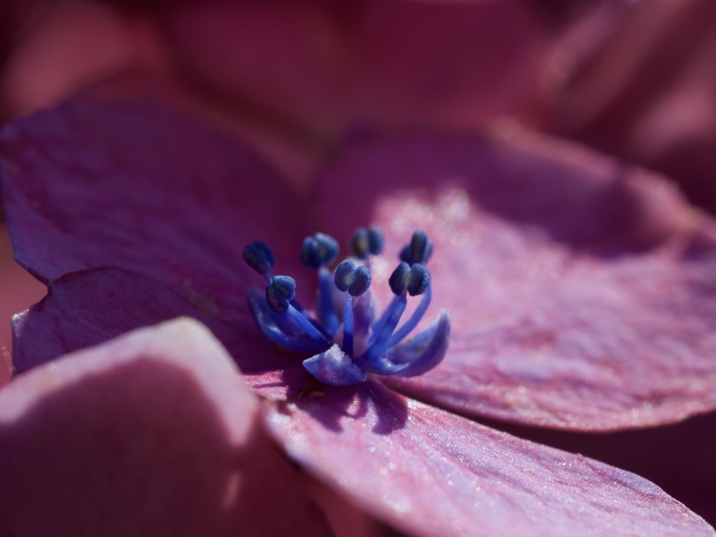 花の朝