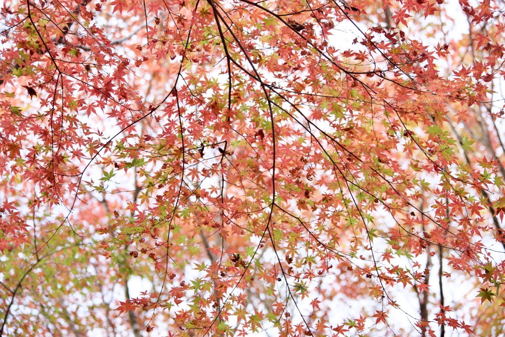 師走紅葉　４
