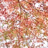 師走紅葉　４