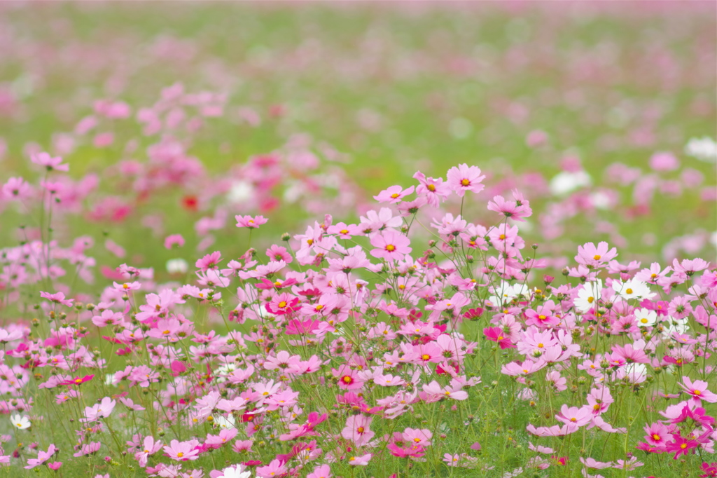 すくすく