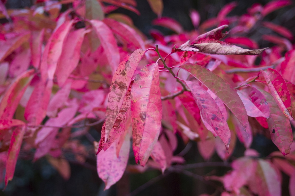 ピンクの紅葉