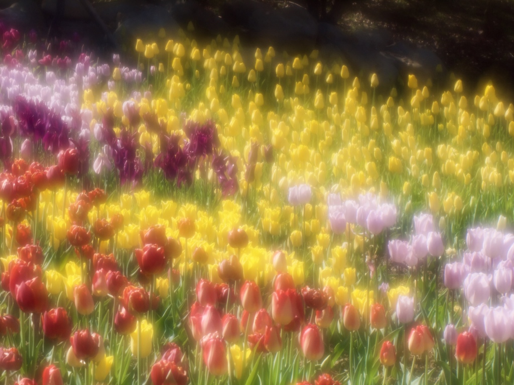 花の丘２