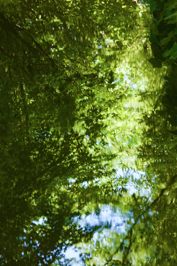 緑深まる