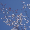さくらのせい
