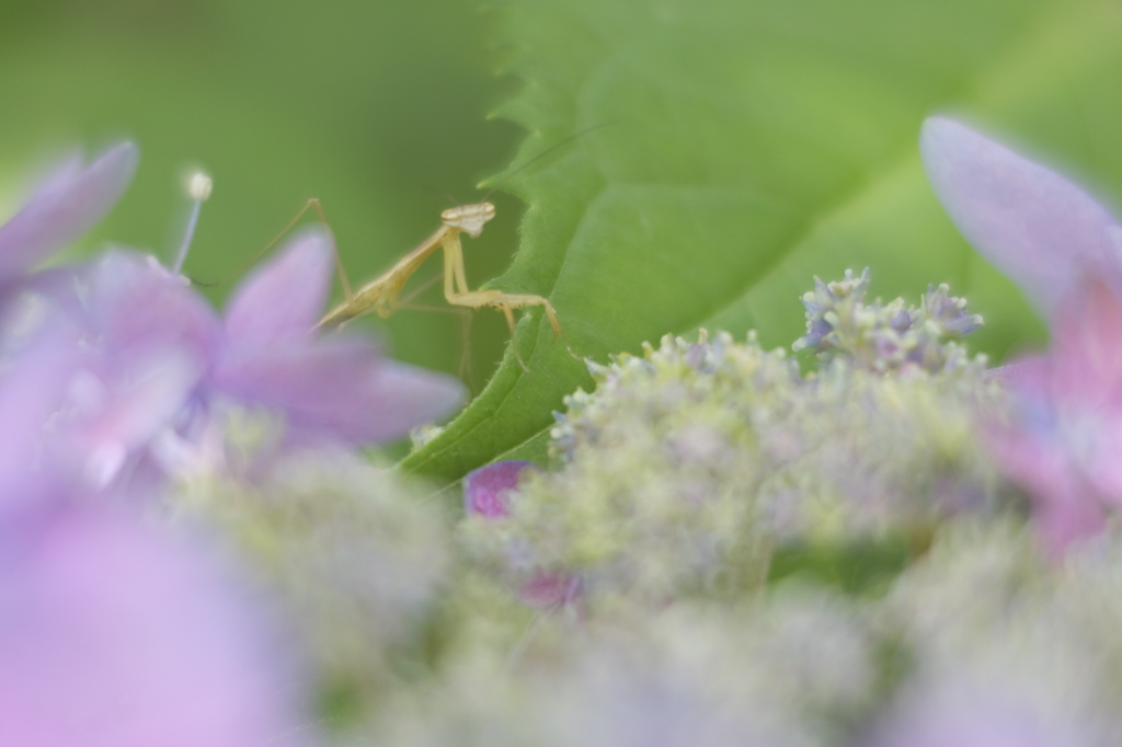 始まりは紫陽花の季節