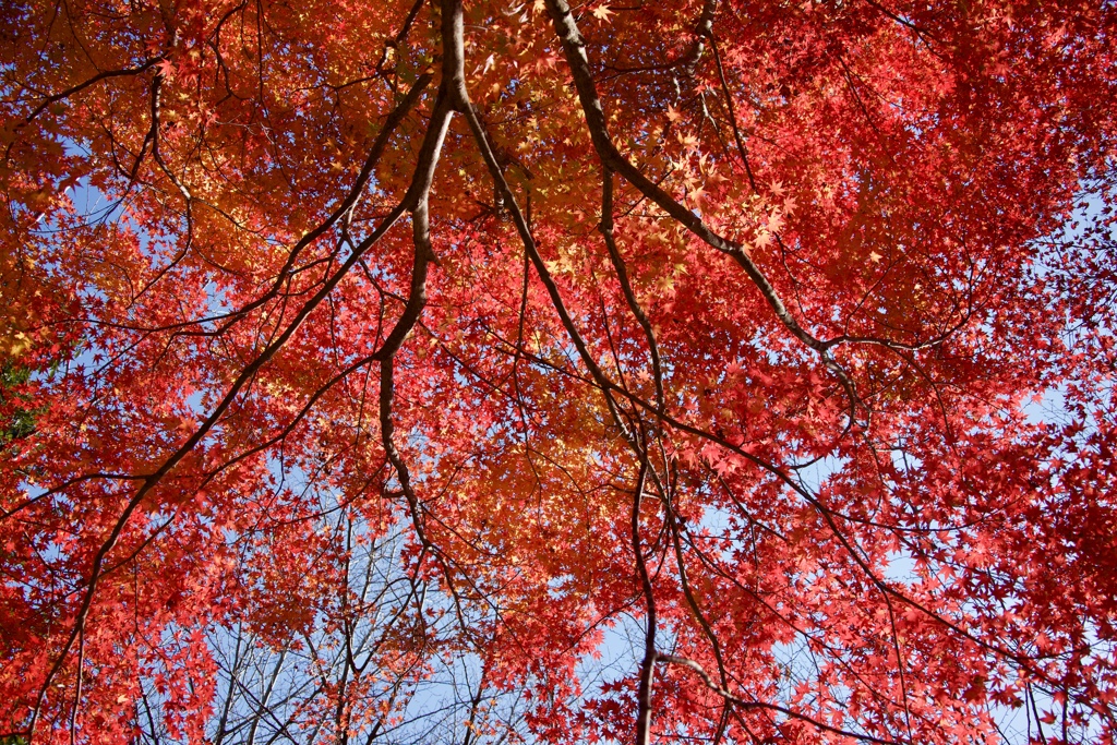 紅の空