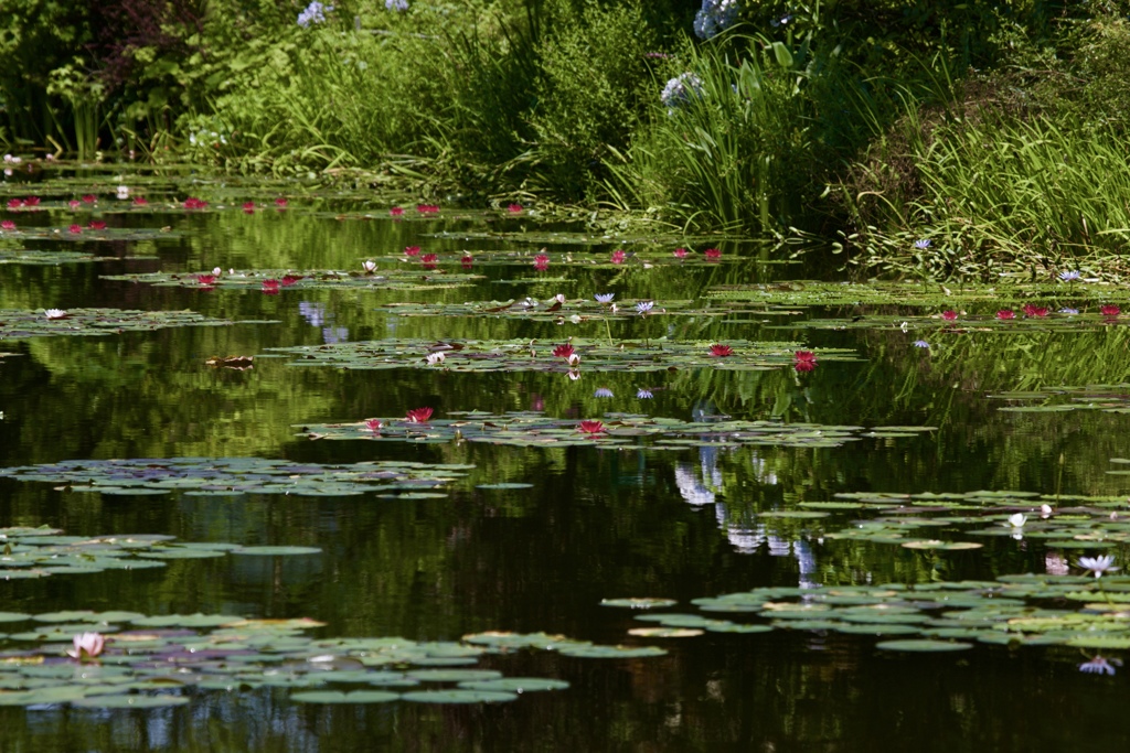 夏の池
