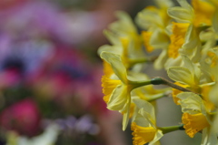 左向け花