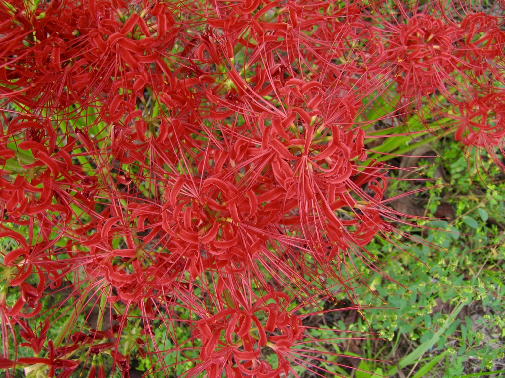 花模様