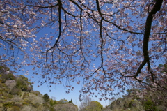 桜降臨