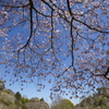 桜降臨