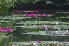 夏の夢間近