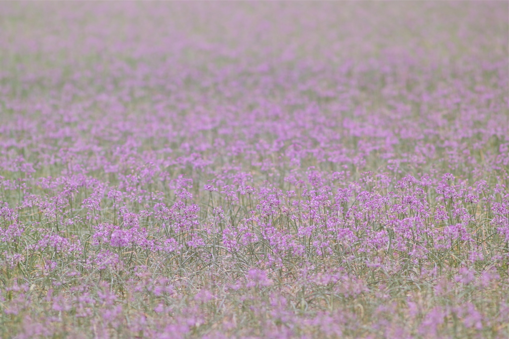 パープルヴェール