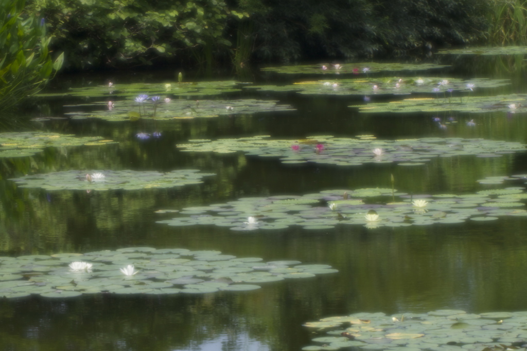 夏の水の庭７