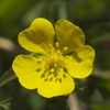 野の花　２