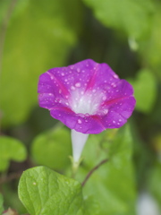 残り雨