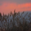 夕凪