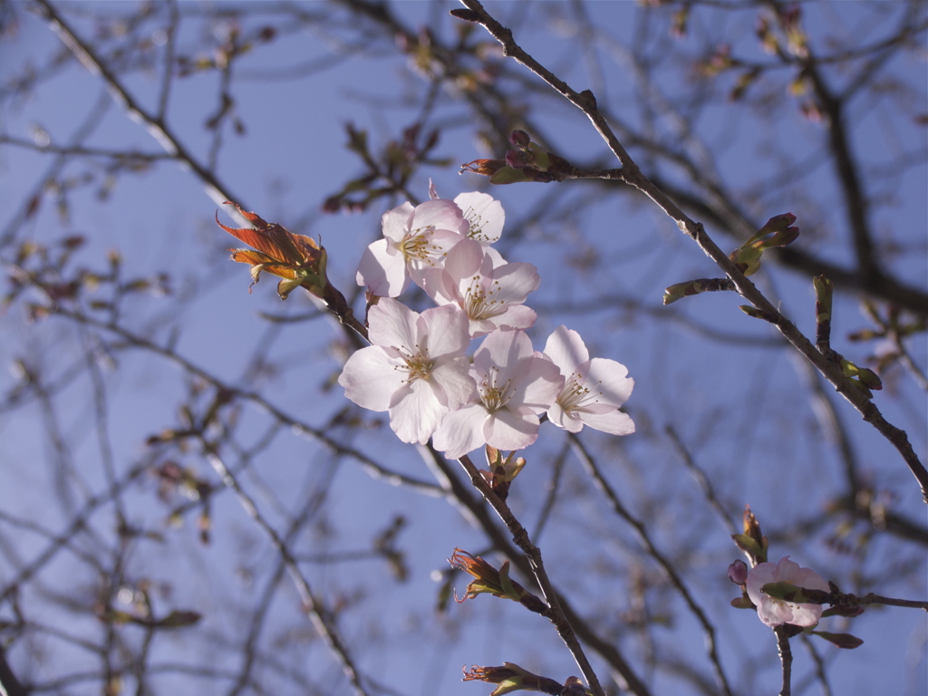 桜前線