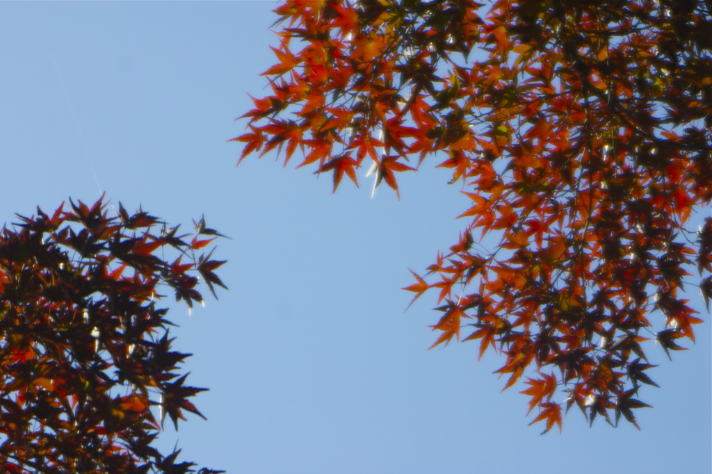 青空と紅葉