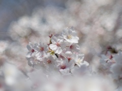 春の白