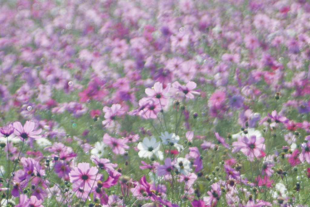 朝露の朝１２
