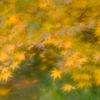 OLD YELLOW
