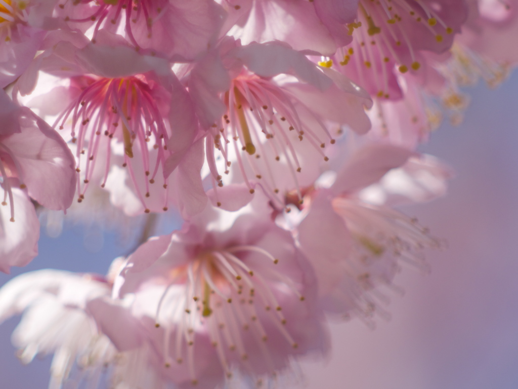 花の吐息