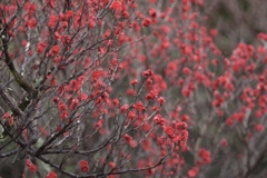 紅模様