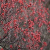 紅模様