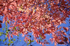 秋空に重なる時間