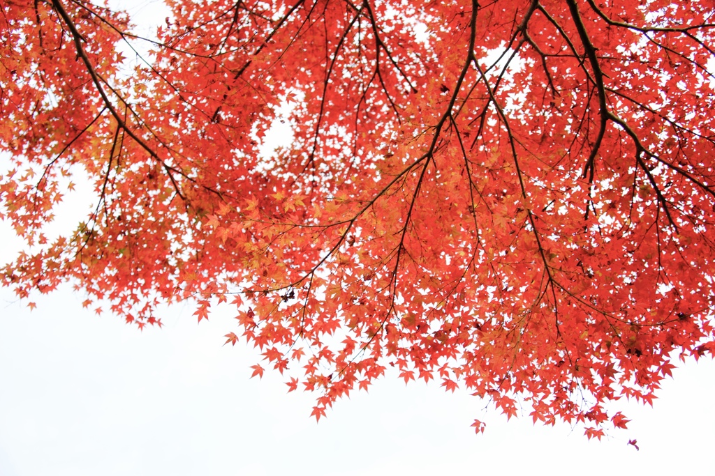 晩秋の空
