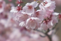 風は桜色