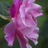 薔薇の季節