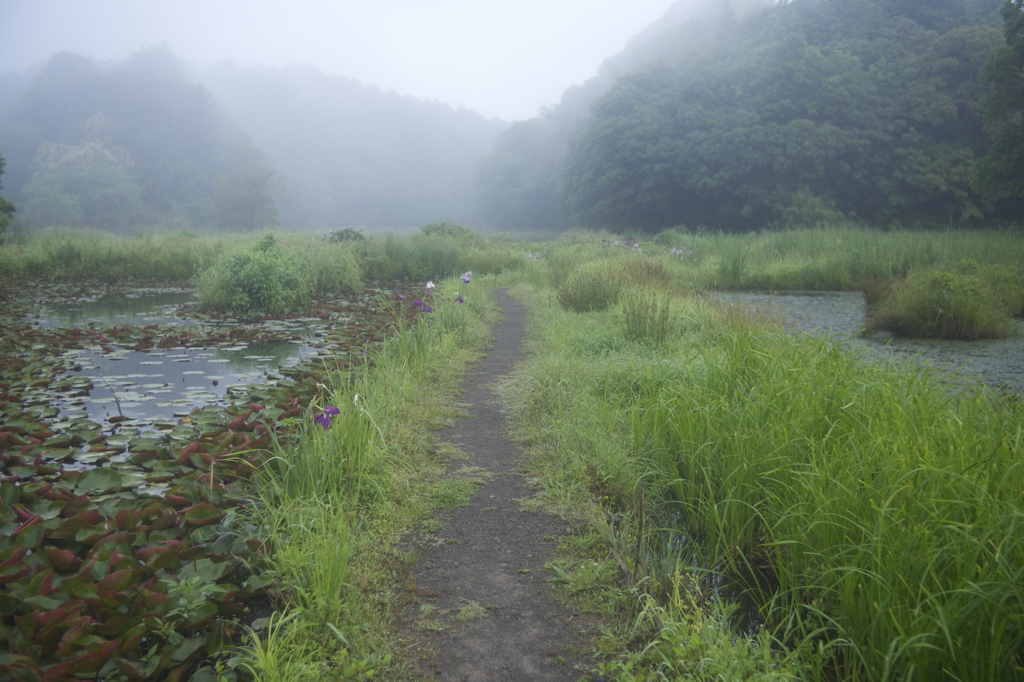 静かな朝の王国